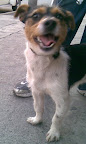 TODAVIA SIN NOMBRE LE URGE UN HOGAR