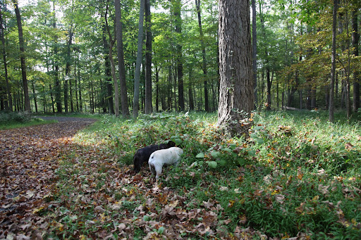 There are so many new smells when the seasons change, Franny.  And look, I think I spotted some more puffballs!
