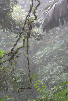 Water Vines. Cut them open and you can drink.