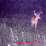 my farm nichols 011.JPG