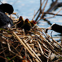 Eurasian Coot