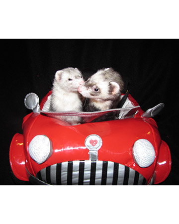 From a simple T-shirt, I learned that the proper way to reference multiple ferrets is as...A business or ferrets! Who knew? From a simple T-shirt, I learned that the proper way to reference multiple ferrets is as...A business or ferrets! Who knew?