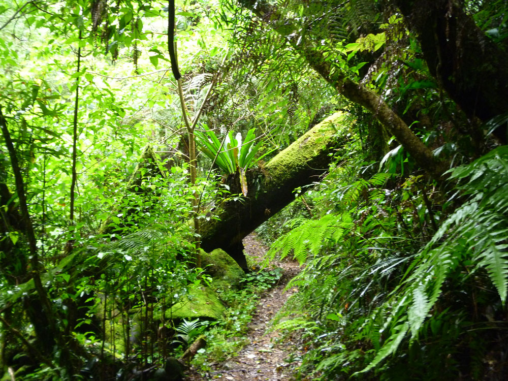 Toolona Creek and Mount Wanungra, O’Reilly’s