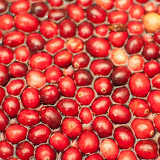 Ocean Spray Cranberry Special 2011