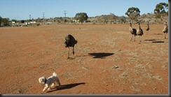 pup pup nd emus 049