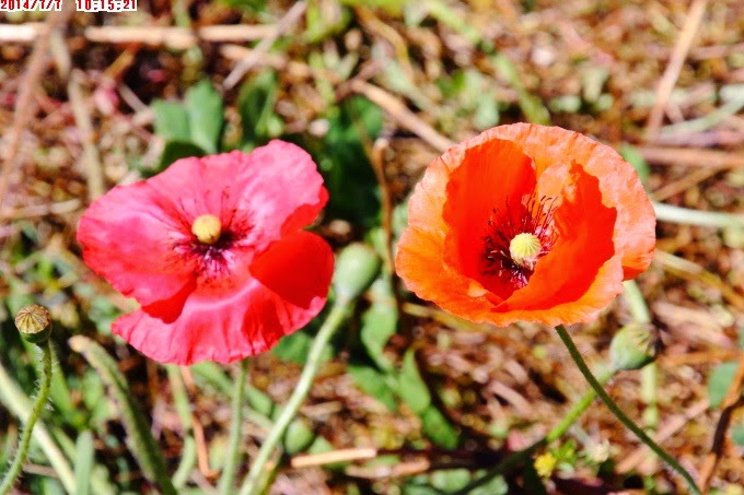 2014_0707_101521 2014_0707_101521