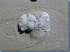 7142 Texas, South Padre Island - Beach access #3 - Jellyfish