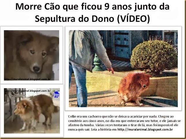 Morre Cão que ficou 9 anos junto da