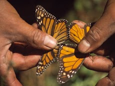 2004 March Mariposa Monarca Michoacan0028.jpg