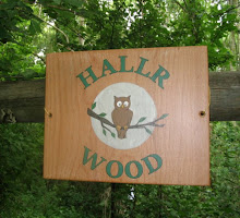 A collection of photos from one of the woods where we run our woodland sessions