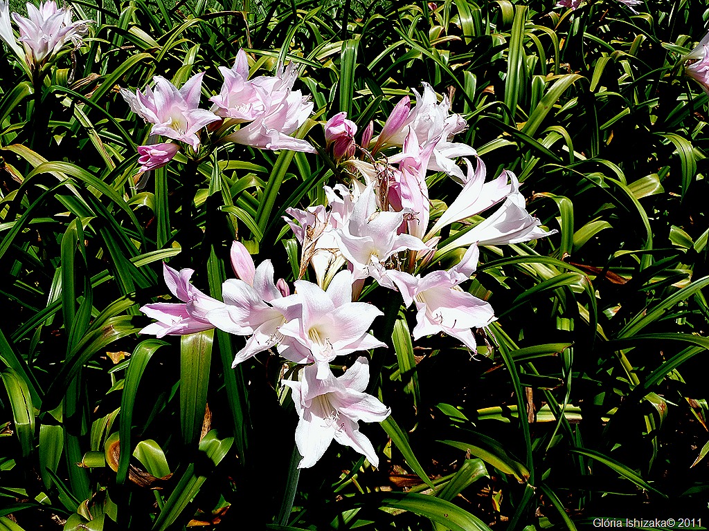 [30-%2520Gl%25C3%25B3ria%2520Ishizaka%2520-%2520Mar%25C3%25ADlia%2520-funda%25C3%25A7%25C3%25A3o%25201%255B12%255D.jpg]