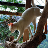 gatti