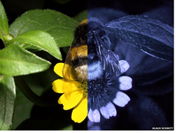 c0 a bee sees light at the ultraviolet end of the spectrum that humans cannot see