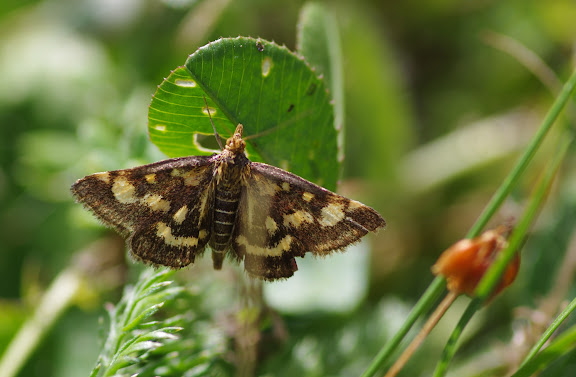 Crambidae : Pyraustinae : Pyrausta purpuralis (L., 1758), spécimen âgé. Les Hautes-Lisières (Rouvres, 28), 29 août 2012. Photo : J.-M. Gayman