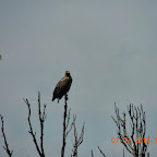 DSCN9668.JPG
