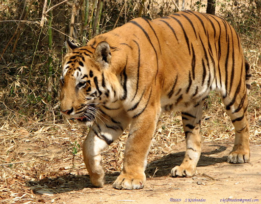 Bannerghatta Enjoy The Wildlife