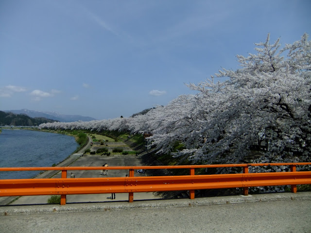 角館 桧木内川堤防の桜