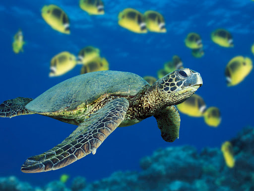  - Green%2520Sea%2520Turtle
