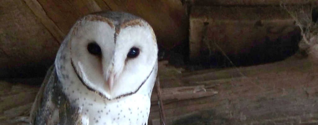 [owl%255B3%255D.jpg]
