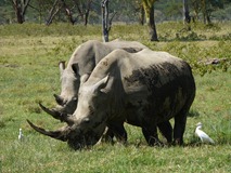 F Rhino F Rhino