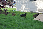  Chicken Gallery