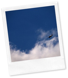 http://www.sxc.hu/photo/1358858 http://www.sxc.hu/photo/1358858