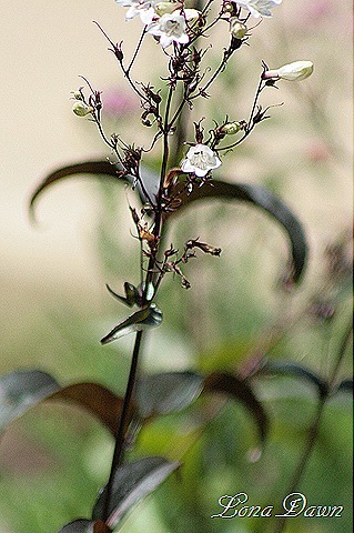 [EJC_HuskersRed_Penstemon%255B7%255D.jpg]