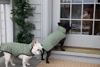 We'll see about that, Sharkey, when it gets dark.  It's cold and I just want to go inside.  G.K!!!  Let us in - its FREEEZING out here!