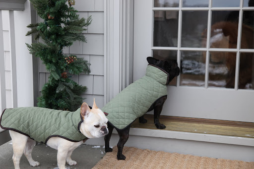 We'll see about that, Sharkey, when it gets dark.  It's cold and I just want to go inside.  G.K!!!  Let us in - its FREEEZING out here!