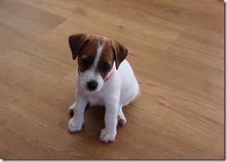 IMG_0809 IMG_0809