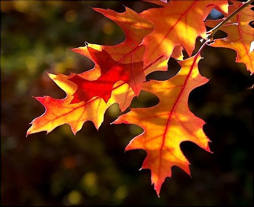 [leaves%255B4%255D.jpg]