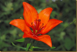 Lilium bulbiferum Lilium bulbiferum