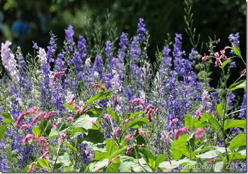 M_Lavender_Loveliesbleeding M_Lavender_Loveliesbleeding