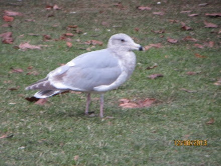 IMG_2162.jpg IMG 2162
