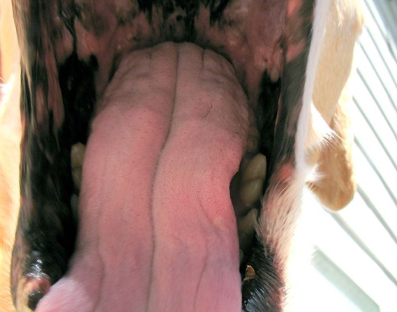 Boca de cachorro.