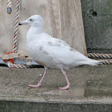 Glaucous gull