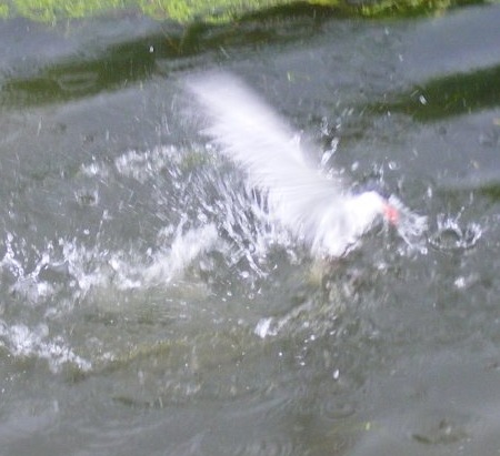 [a-smallDSCF877611.jpg]