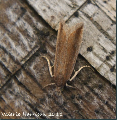 Crambinae sp (2) Crambinae sp (2)