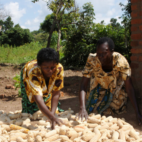 Bunyole Goat Farmers, Uganda. Dina Wongera, meat goats, sorting corn