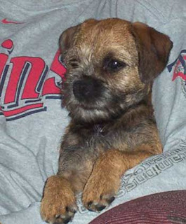 Mardi / Killian puppy."Cosmo"
