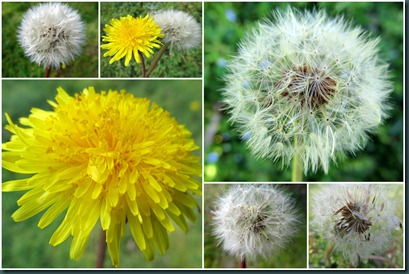 dandelion collage dandelion collage
