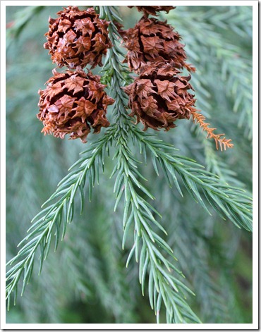 120317_Capitol_Park_Cryptomeria-japonica_03