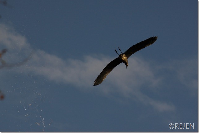 IMG_2031 IMG_2031