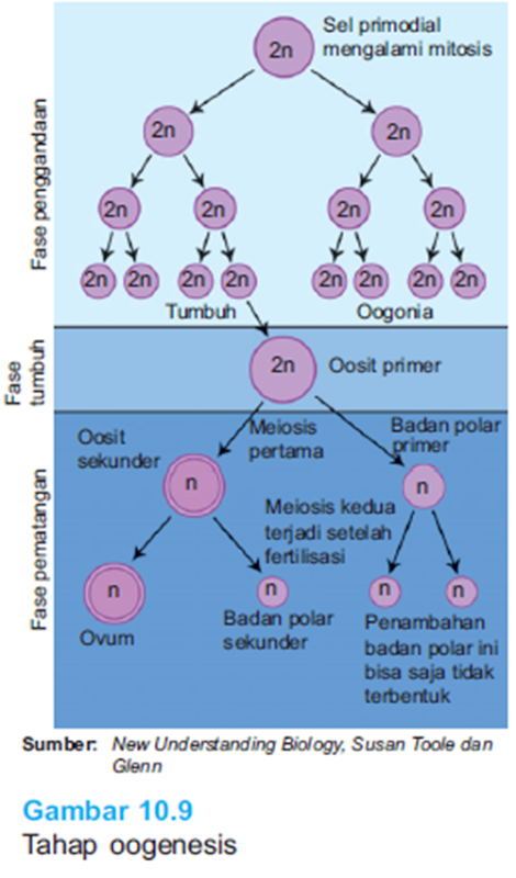 Gambar oogenesis