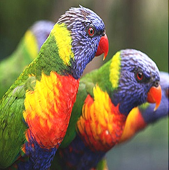 bird-body-wall-feathers bird-body-wall-feathers