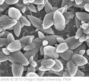 'Nanotech coating' photo (c) 2010, Oregon State University - license: http://creativecommons.org/licenses/by-sa/2.0/