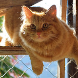 gatti