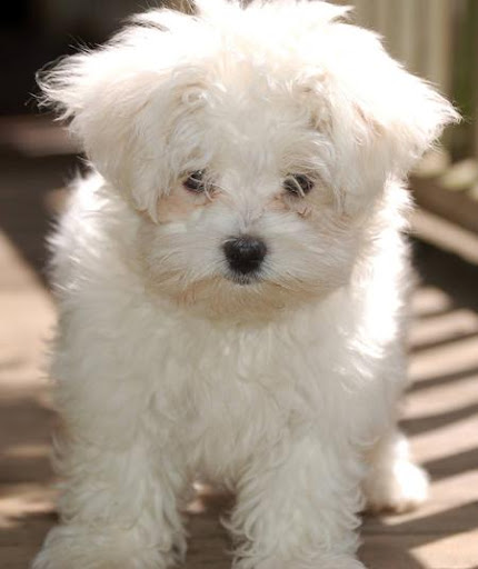 havanese weight range weight of grown havanese breeds picture havanese weight range weight of grown havanese breeds picture