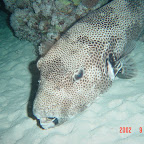 Large boxfish