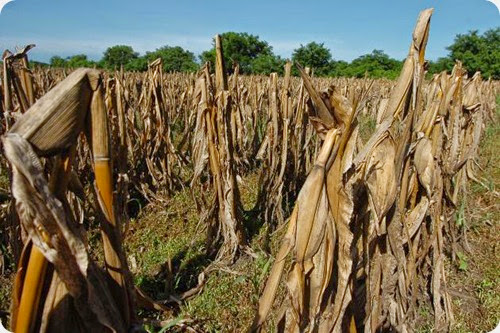 Cultivos de ma’z perdidos por falta de lluvias